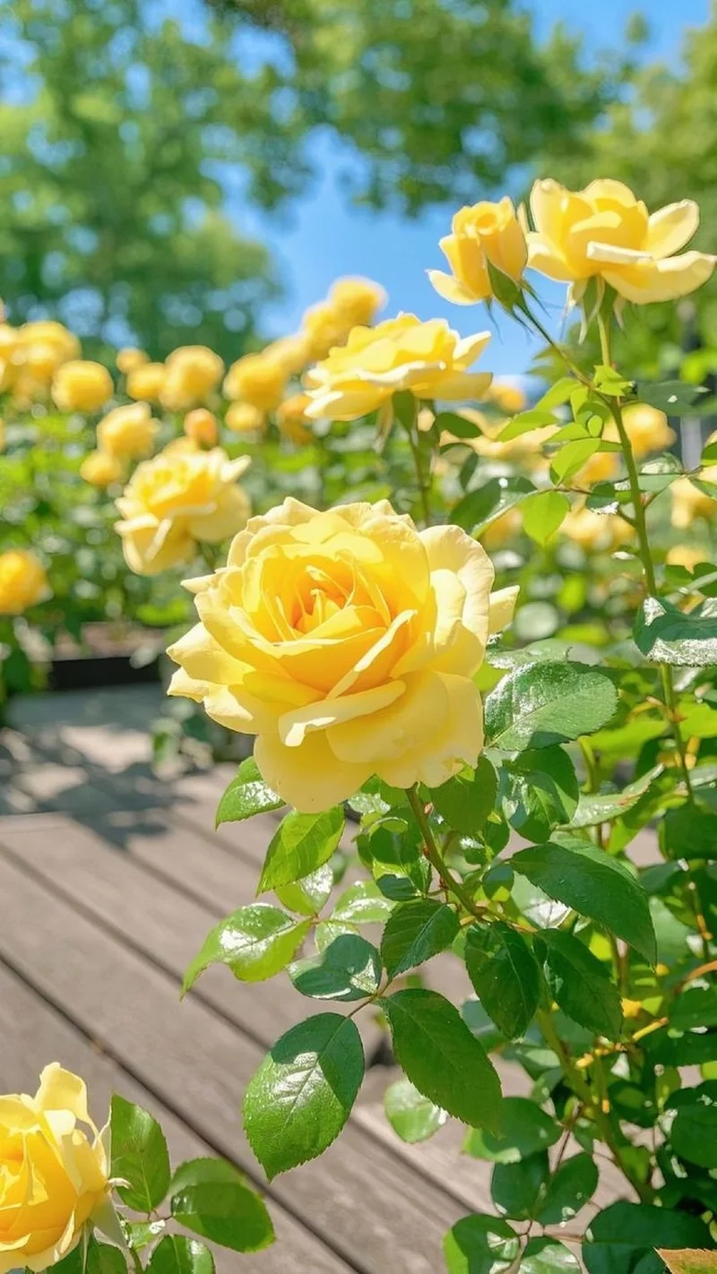Khám phá ảnh hoa hồng đẹp đầy sắc màu, làm cho không gian sống thêm phần lãng mạn