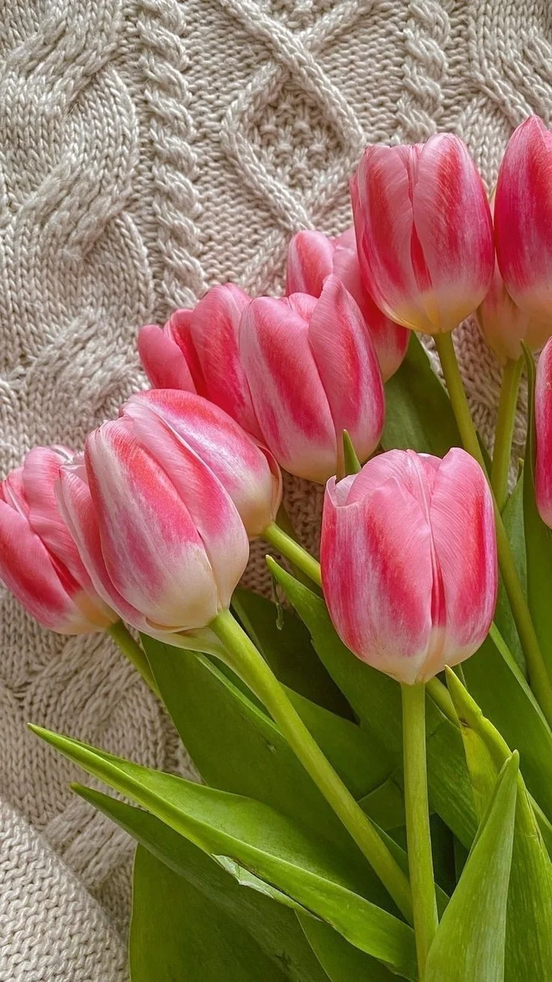Thưởng thức hình ảnh hoa tulip tuyệt đẹp, chinh phục mọi ánh nhìn với sắc màu rực rỡ