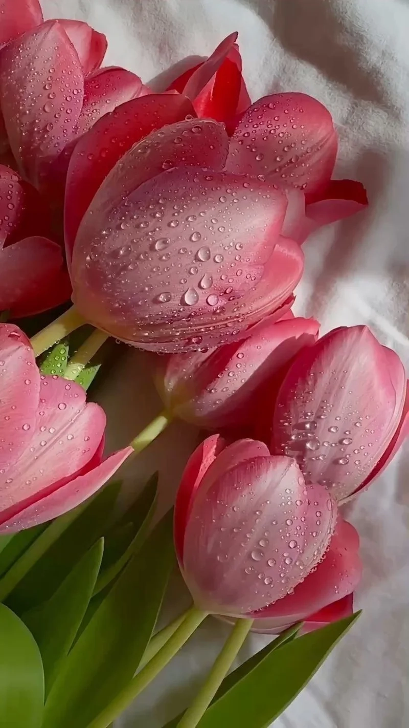 Không thể bỏ qua ảnh hoa tulip đẹp nhất cho bộ sưu tập hình nền của bạn