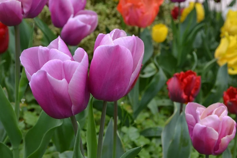 Tạo điểm nhấn dễ thương với ảnh hoa tulip cute, đầy màu sắc và sống động