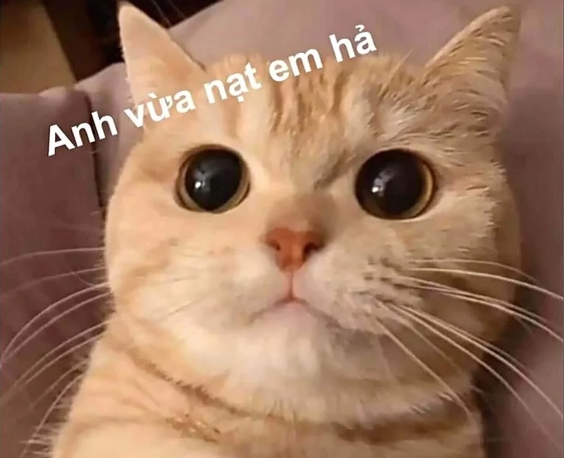 Mặn mà với meme ảnh meme hài