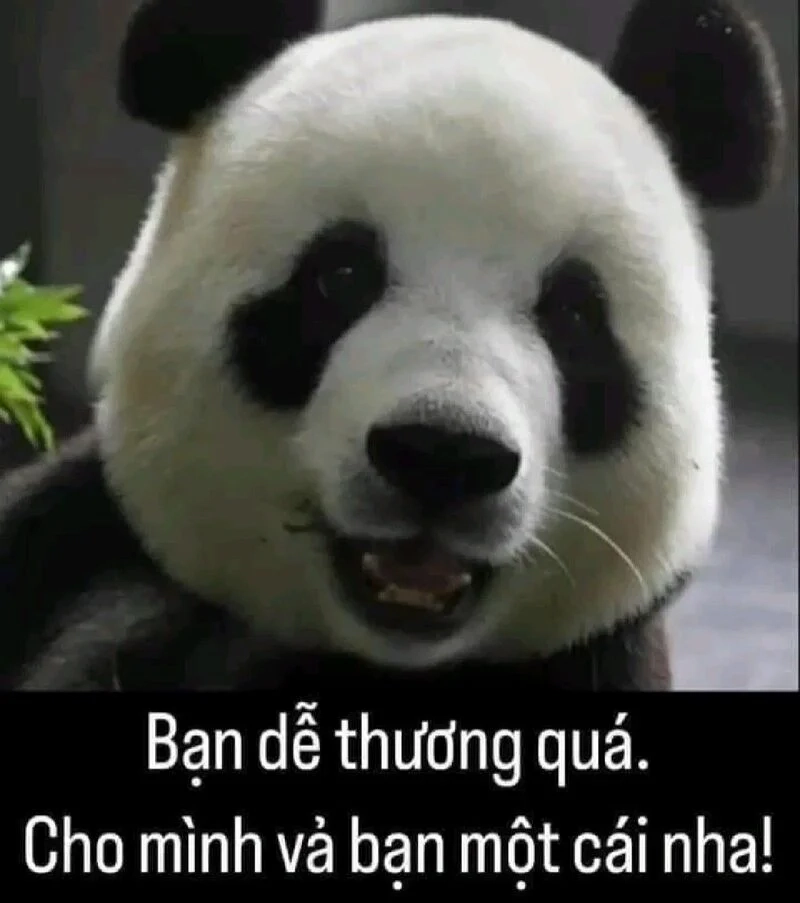 Duyệt ngay ảnh hài ảnh meme hài cực chất