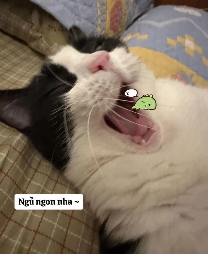 Cười thả ga với meme hài mèo