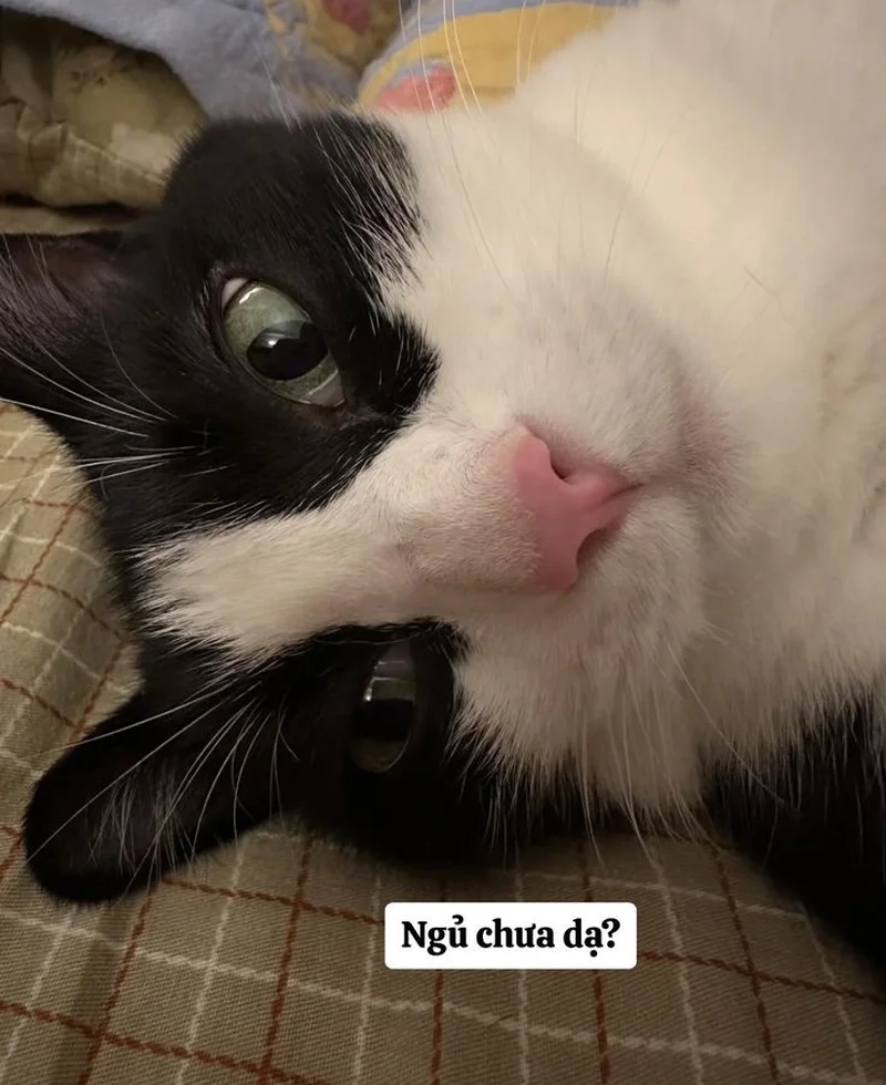 Đáng yêu nhưng cực mặn với hình mèo meme hài