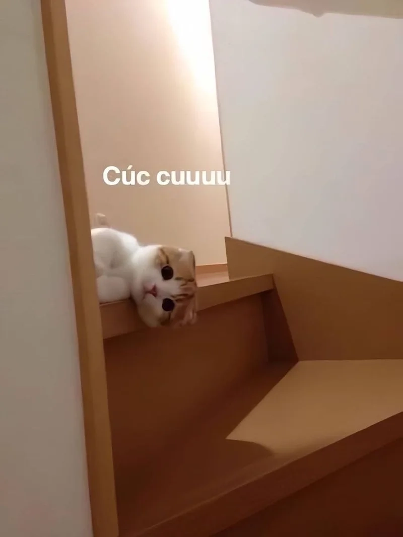 Biểu cảm lầy lội với mèo meme hài