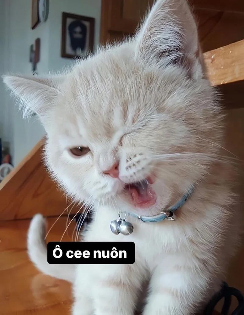 Bản chính gốc của mèo meme hài gốc