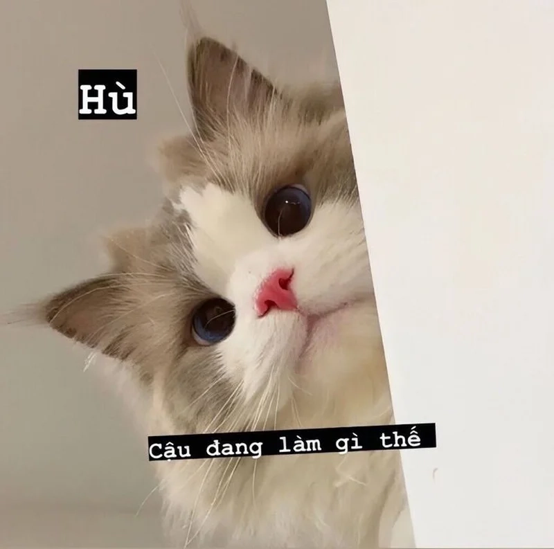 Lầy lội đỉnh cao với ảnh mèo meme hài