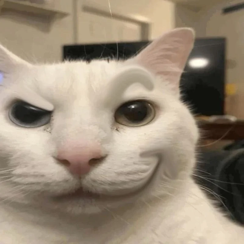 Cười xỉu với ảnh mèo meme hài hước