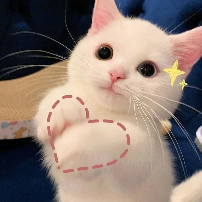 Trọn bộ siêu hài với meme hài hước mèo