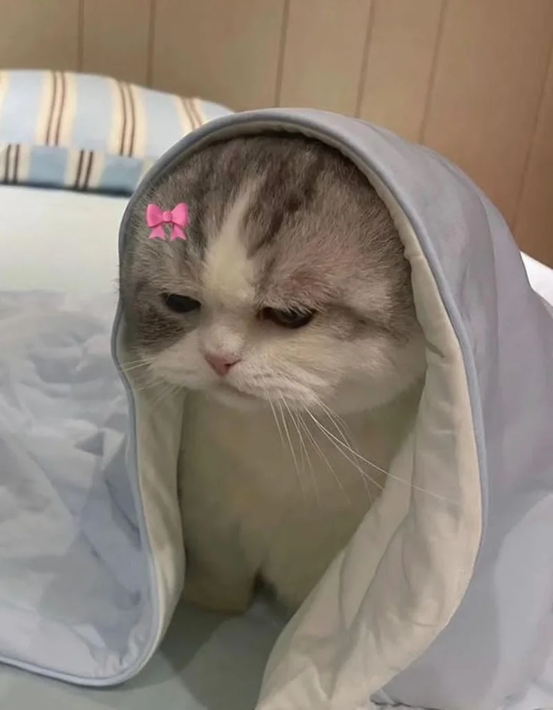 Dễ thương nhưng mặn với mèo meme hài bựa