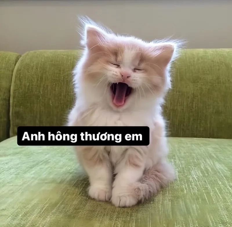 Đủ mọi biểu cảm với ảnh mèo ảnh meme mèo