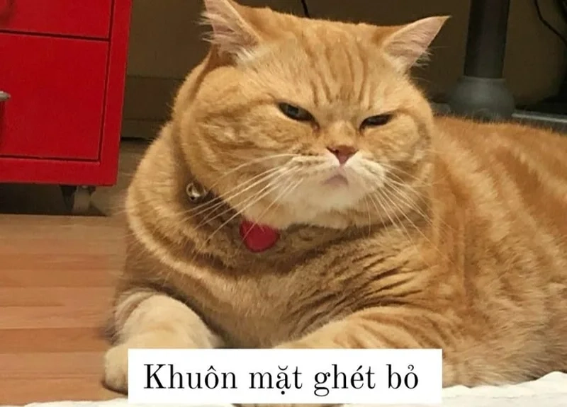 Lạnh lùng mà buồn cười với ảnh meme mèo vô tri