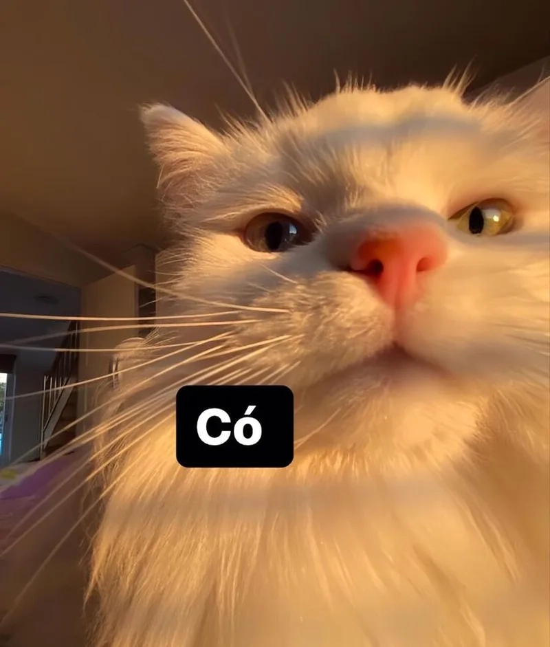 Xem là cười với ảnh meme mèo hài