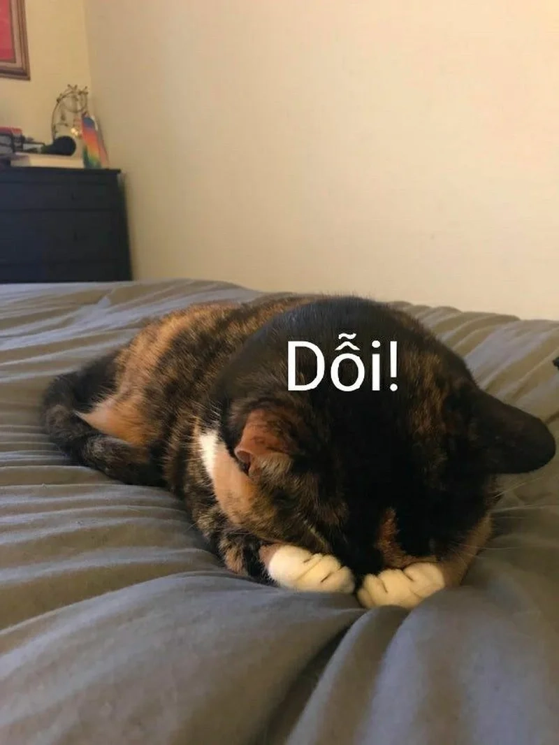 Hài nhưng vẫn cute với ảnh meme mèo dễ thương
