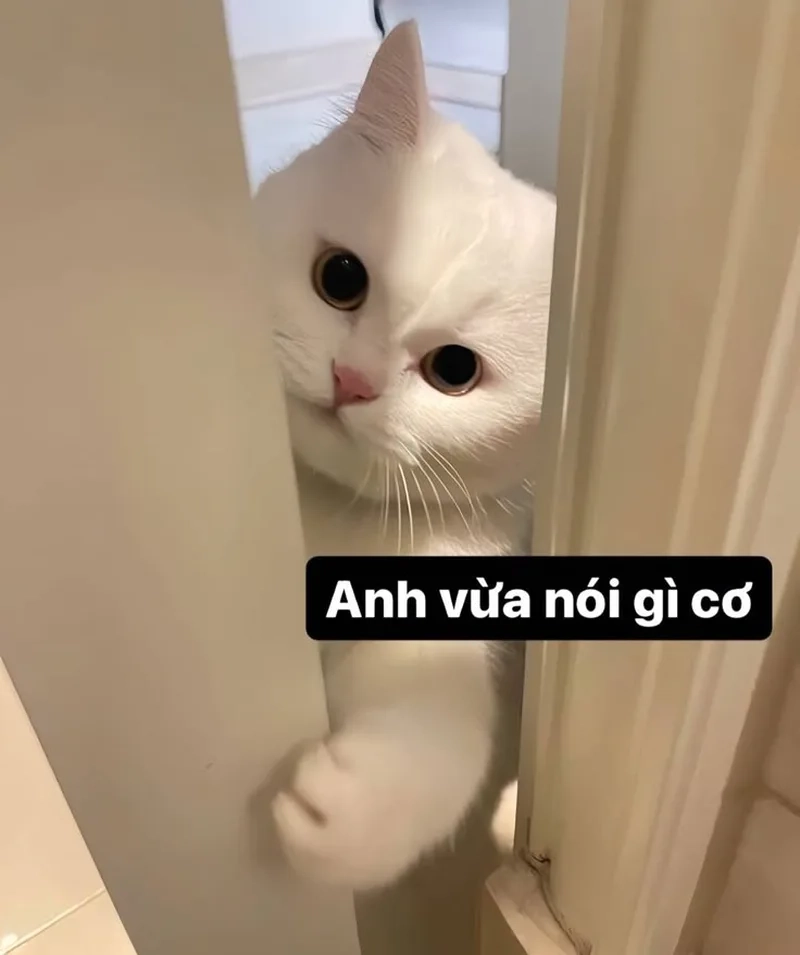 Mèo Tom phiên bản meme với ảnh meme mèo tom