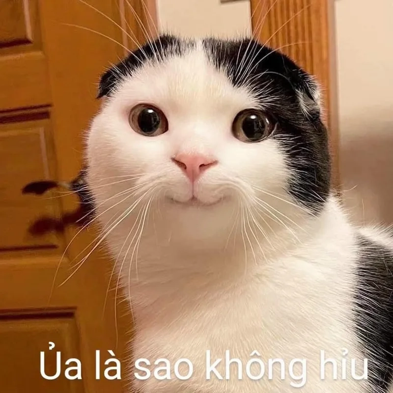 Mèo và muôn kiểu meme với mèo ảnh meme mèo