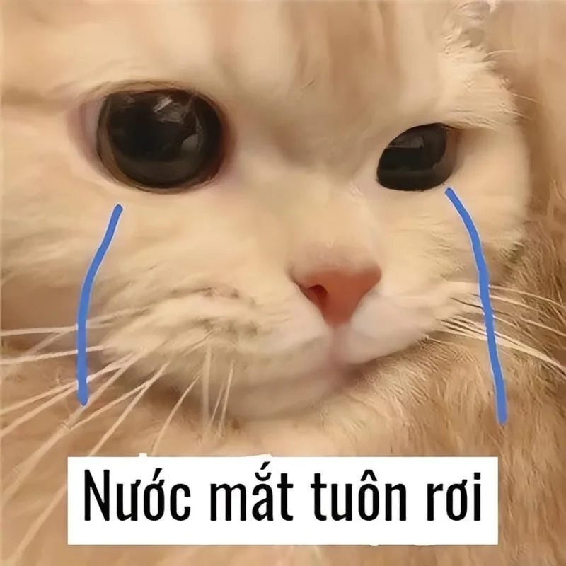 Biểu cảm vô cảm cực hài với hình ảnh meme mèo vô tri