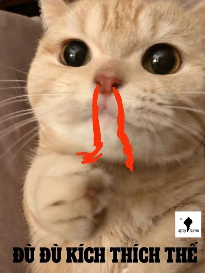 Độ tấu hài cực cao với ảnh meme mèo hài hước