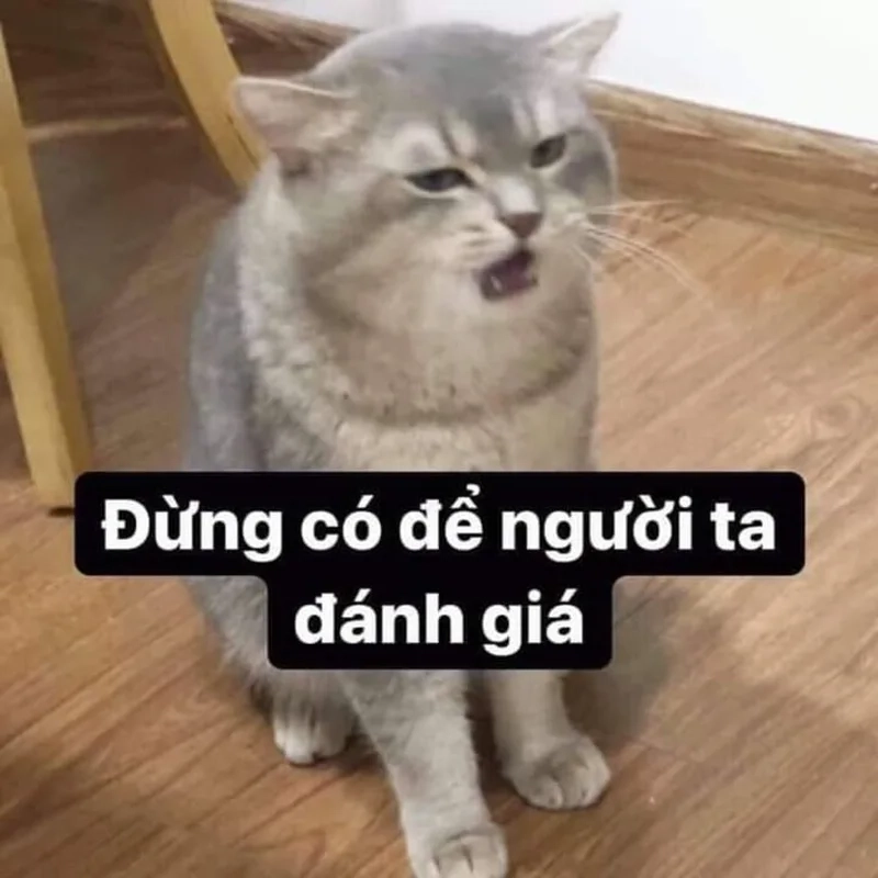 Duyệt ngay hình ảnh meme mèo hài cực chất