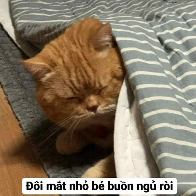 Kho meme bất tận với hình ảnh meme mèo