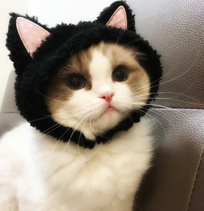 Đáng yêu nhưng vô cảm với vô tri avatar ảnh mèo cute