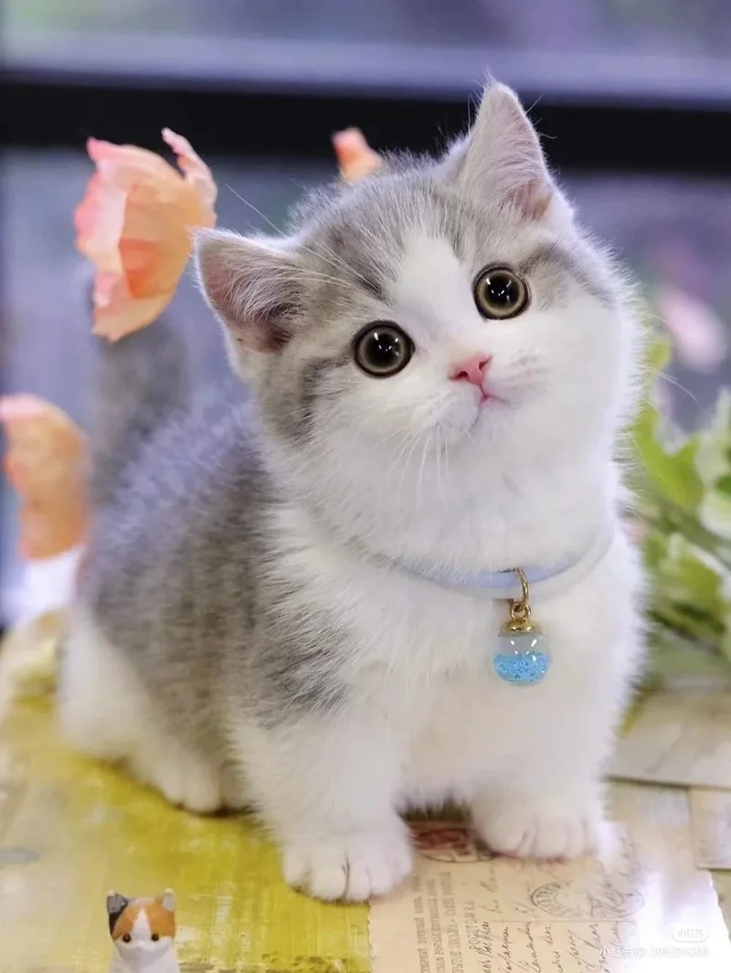 Tấu hài đỉnh cao với meme avatar vô tri mèo
