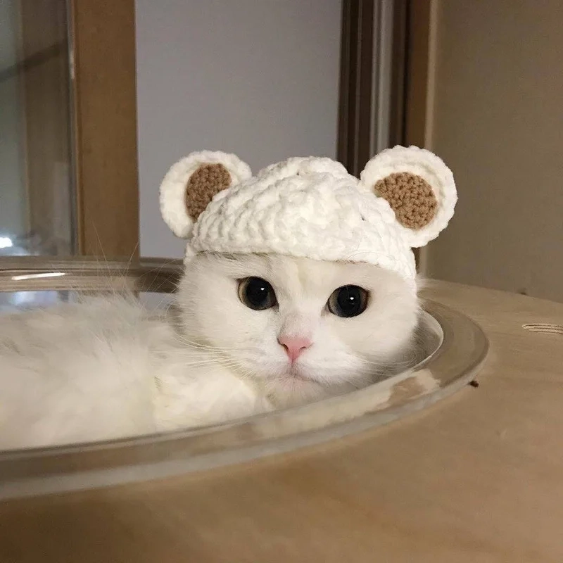 Vô cảm nhưng vẫn cute với dễ thương avatar mèo vô tri