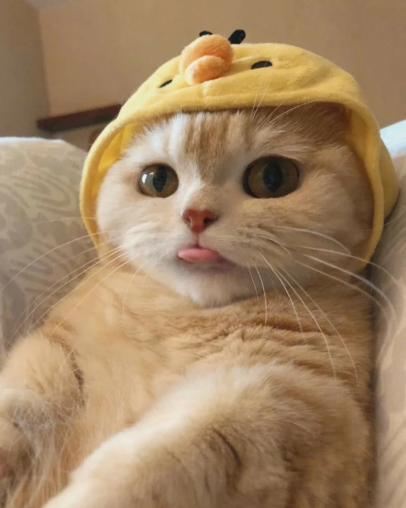 Khi mèo cũng vô tri với avatar vô tri mèo meme