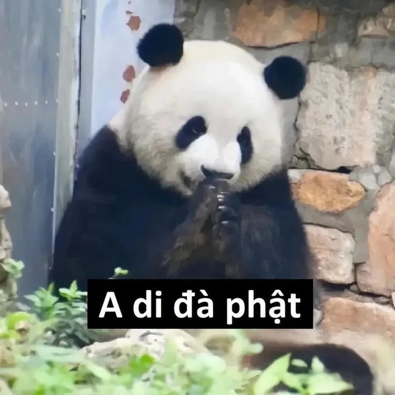 Sáng tạo không giới hạn với chế meme hài