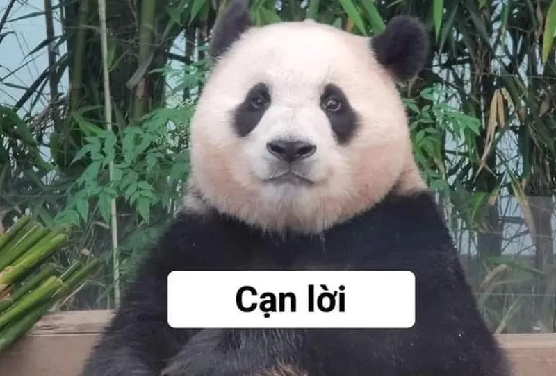 Cười nghiêng ngả với chế ảnh meme hài hước