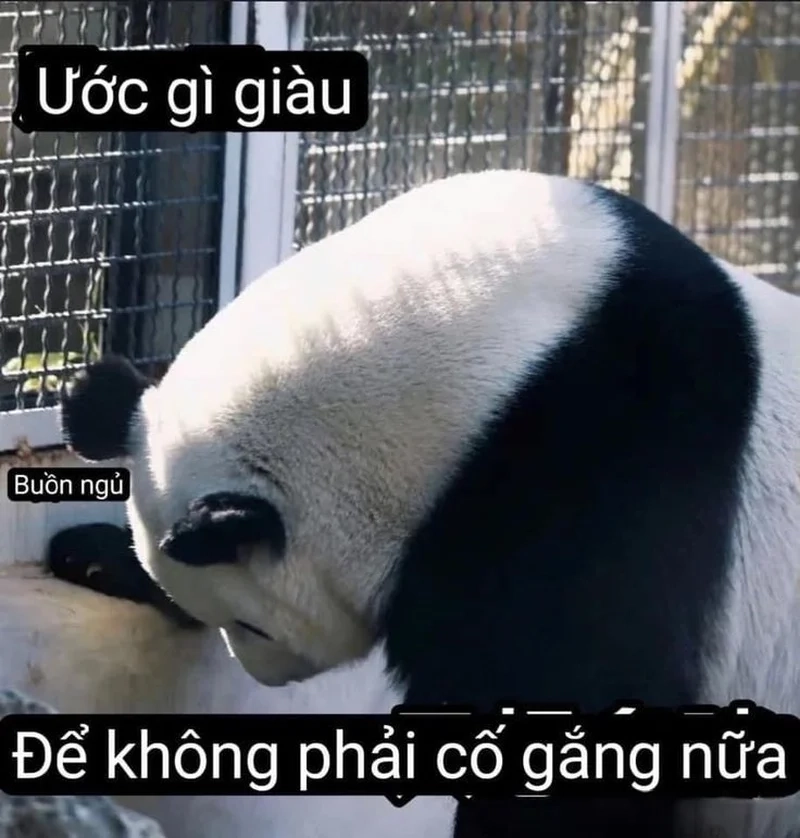 Độ tấu hài cực mạnh với ảnh chế meme hài