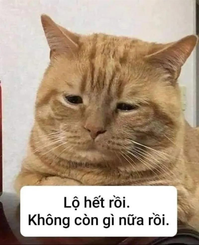 Mặn nhưng đáng yêu với ảnh meme hài cute