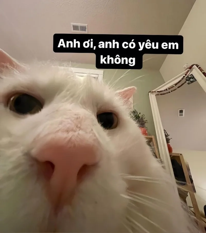 Xem là cười với ảnh meme hài hước cute