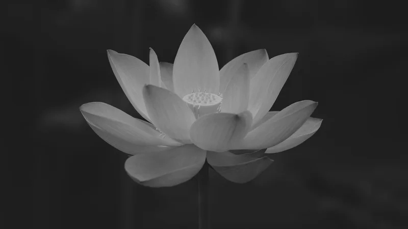 Phản chiếu tâm trạng qua tâm trạng hình nền đen buồn