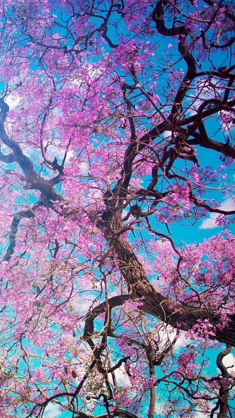 Tải ngay tải hình nền điện thoại đẹp siêu nét