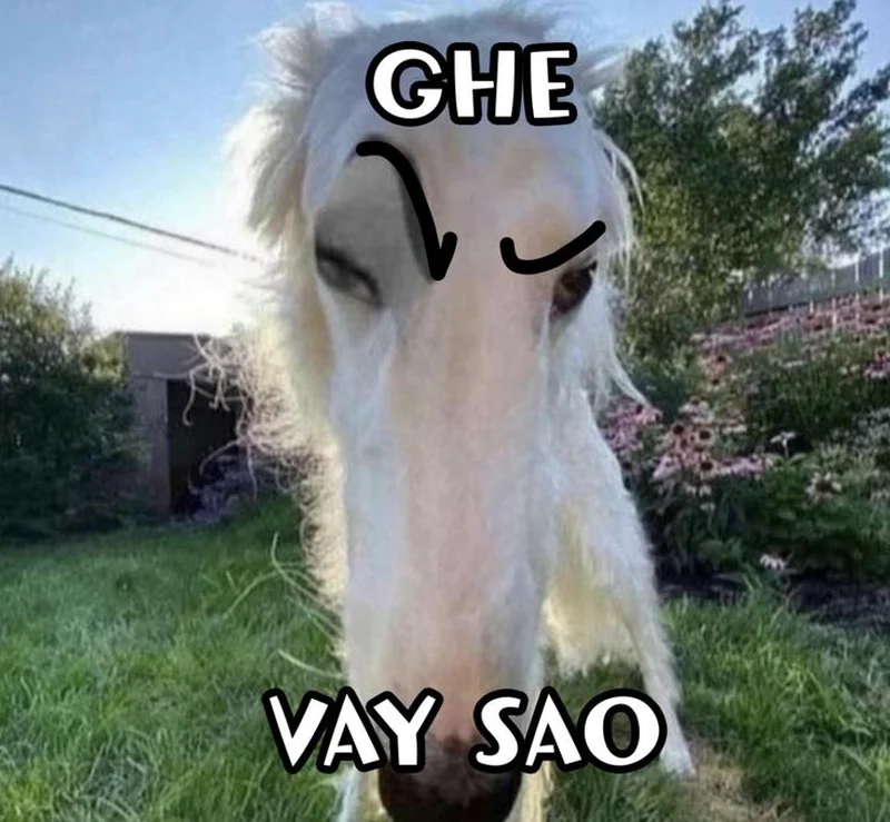 Bựa mà vẫn duyên với meme hài hước bựa