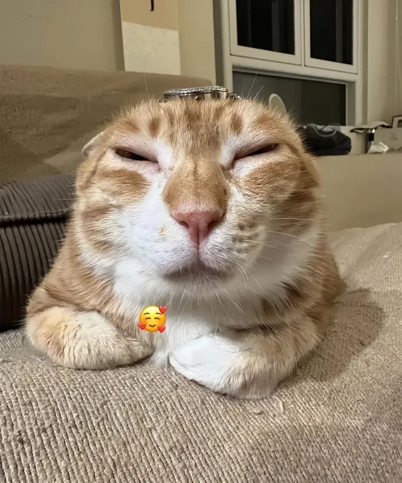 Sự lầy lội không giới hạn với meme ảnh mèo bựa