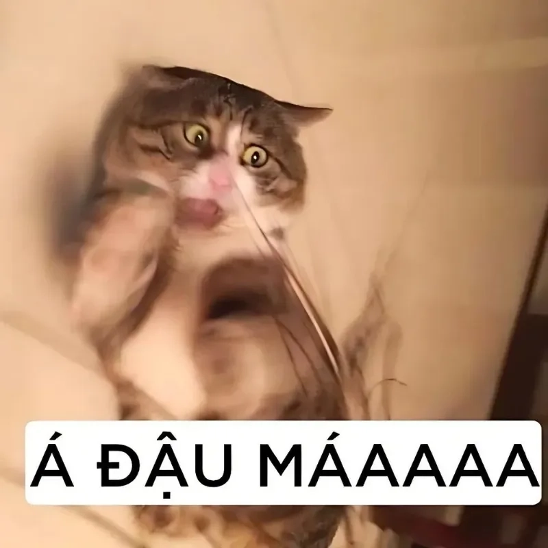 Hài hước đỉnh cao với mèo bựa meme