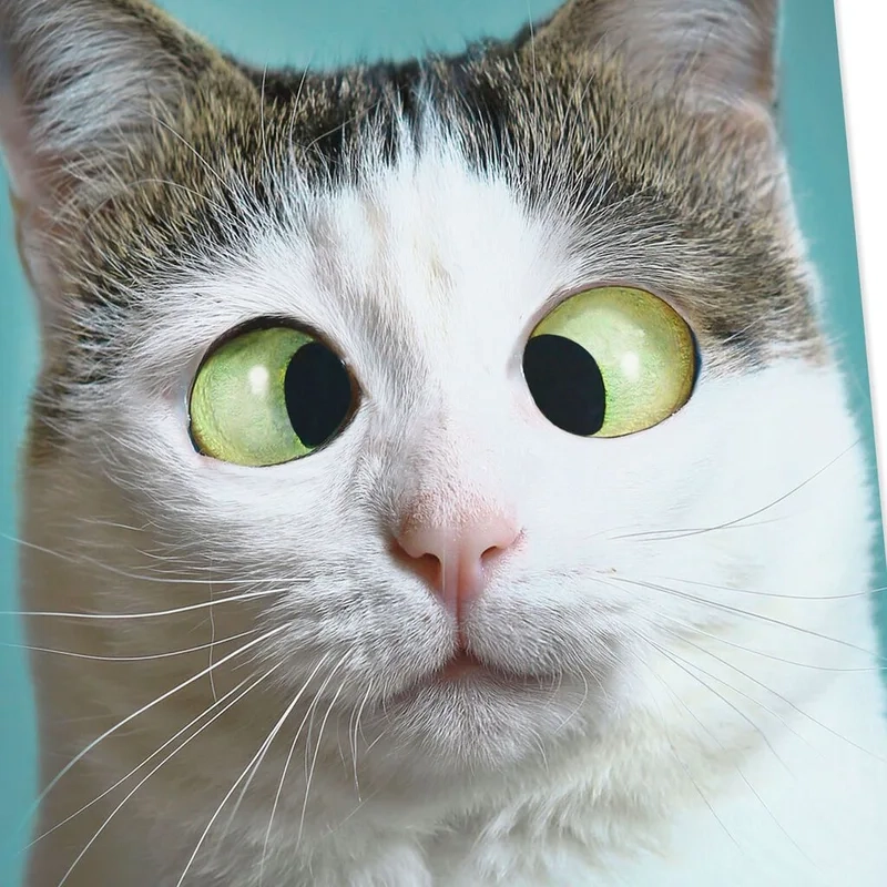 Dễ thương nhưng lầy lội với cute meme mèo bựa