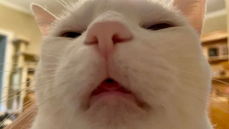 Tràn ngập sự lầy lội với ảnh meme mèo bựa