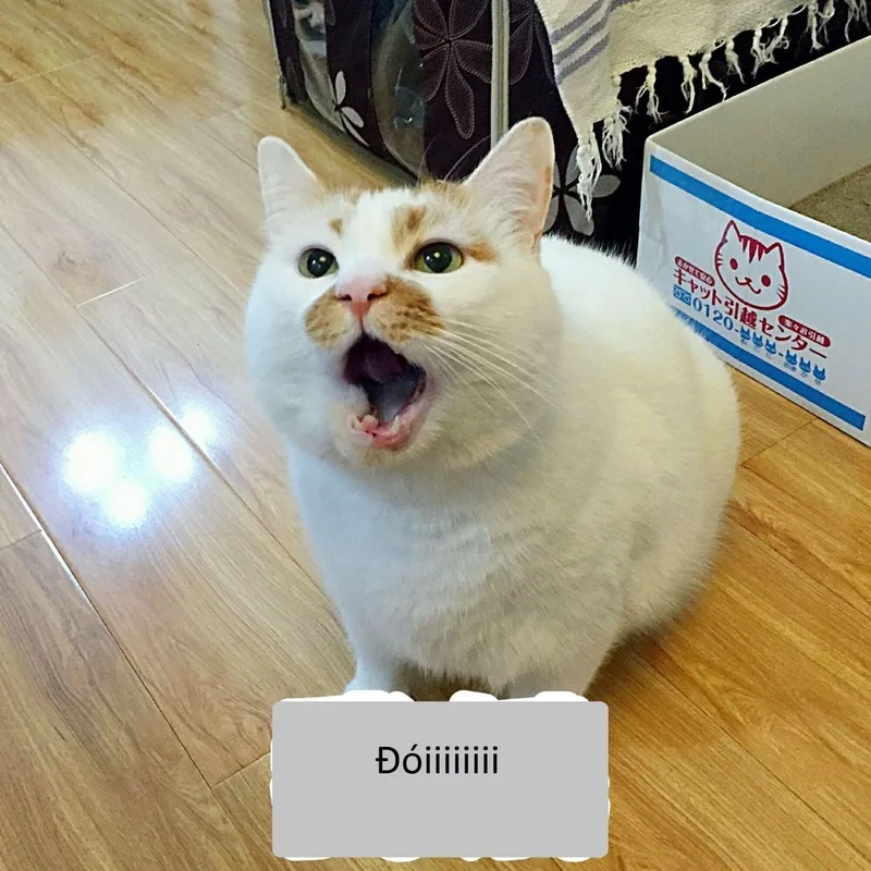 Đáng yêu nhưng cực mặn với meme ảnh mèo bựa cute