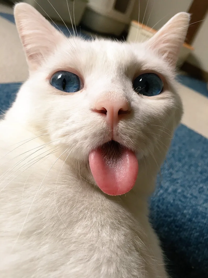 Ảnh đại diện lầy lội với avatar meme mèo bựa