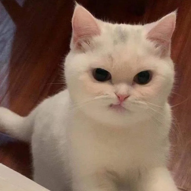 Cười sảng với ảnh chế meme mèo bựa