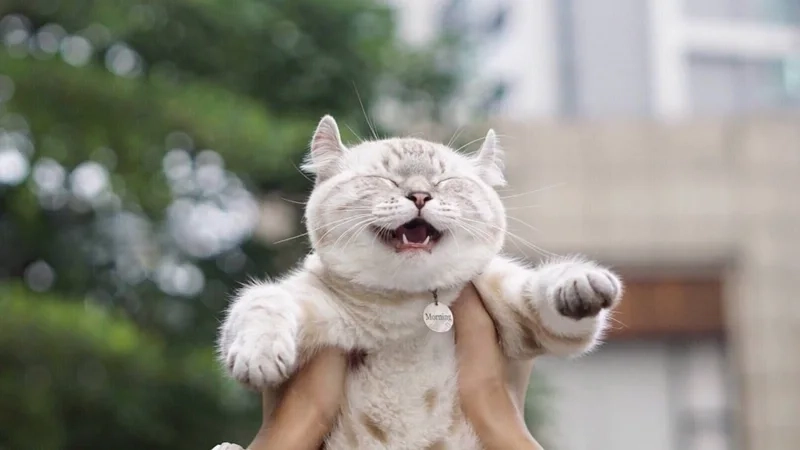 Vui vẻ cả ngày với mèo cười meme