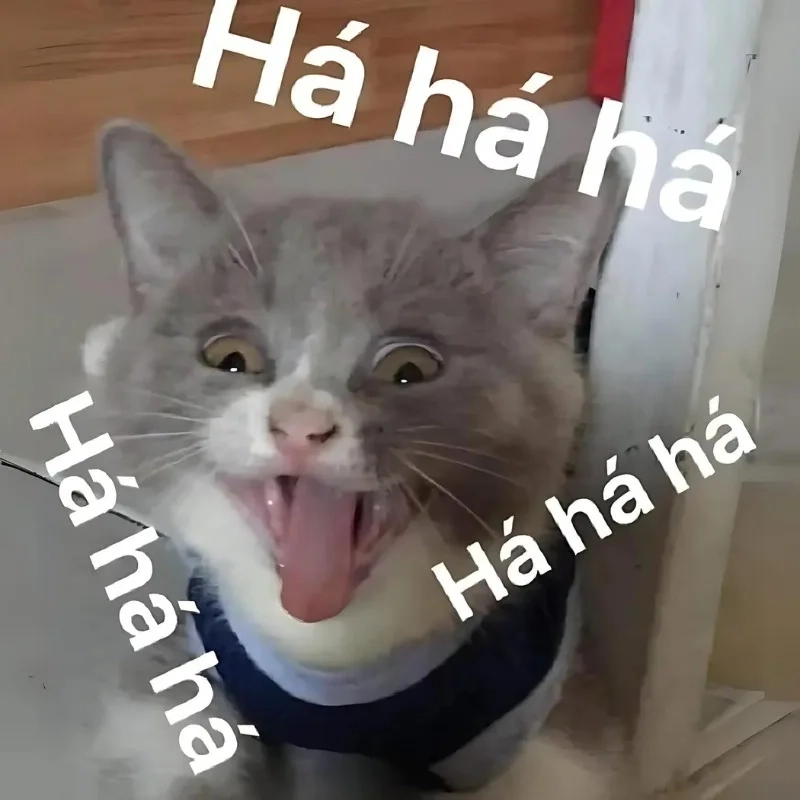 Há hốc mồm cười với há mồm meme mèo cười