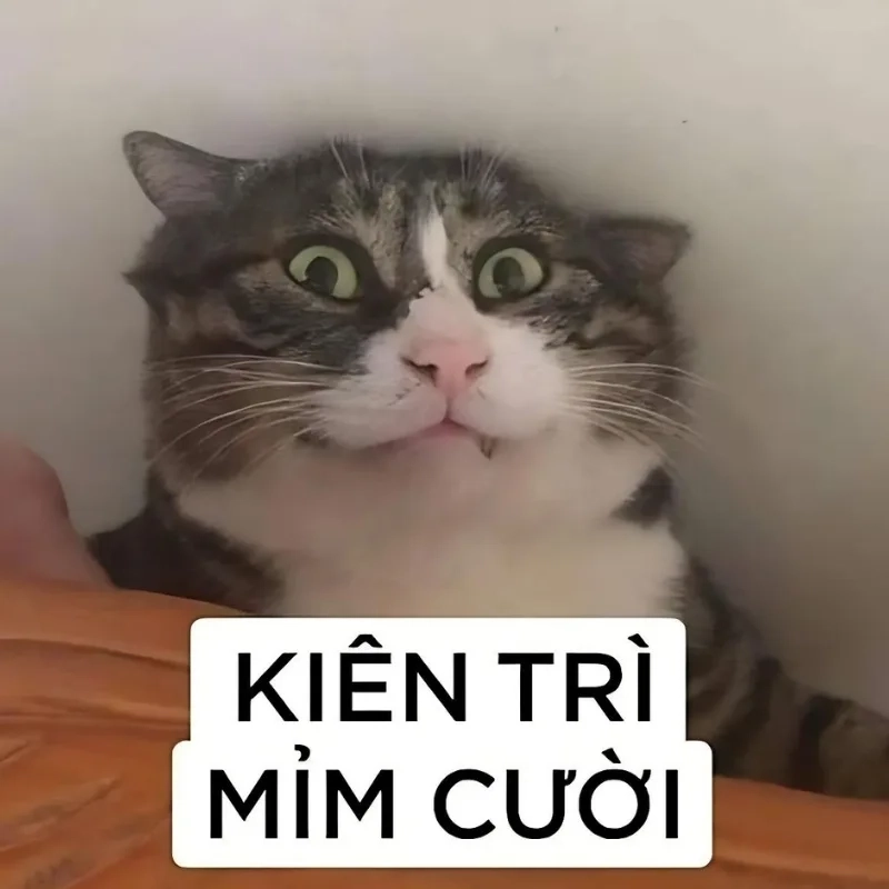 Cười té ghế với ảnh meme mèo cười