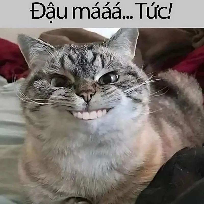 Biểu cảm hài hước với meme con mèo cười