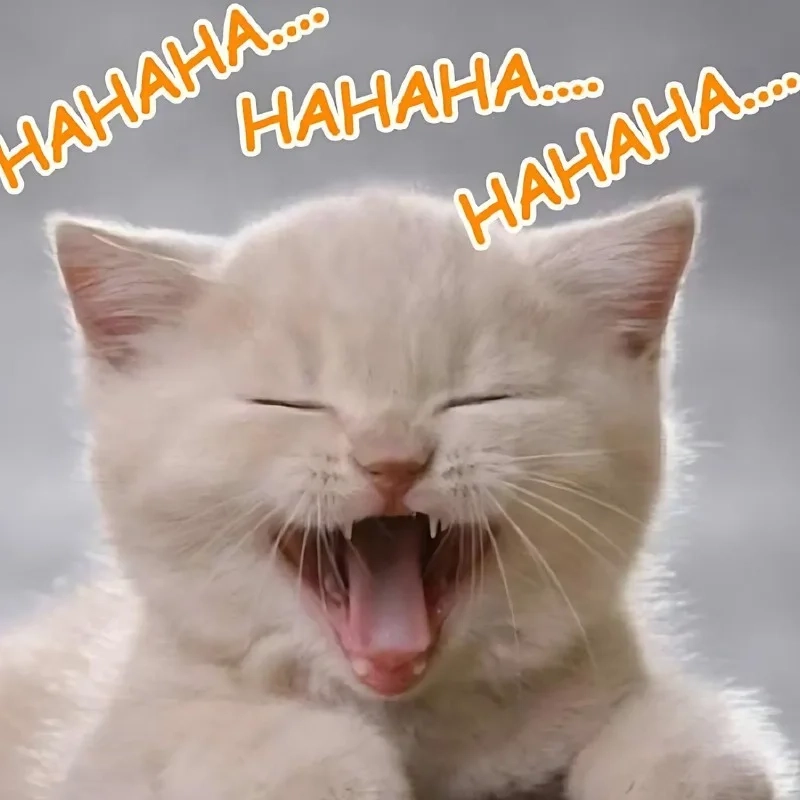 Tiếng cười giòn tan với meme mèo cười haha