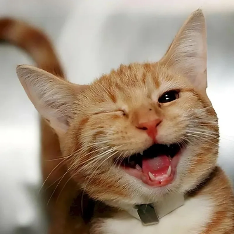 Chỉ tay cười cực gắt với meme mèo cười chỉ tay