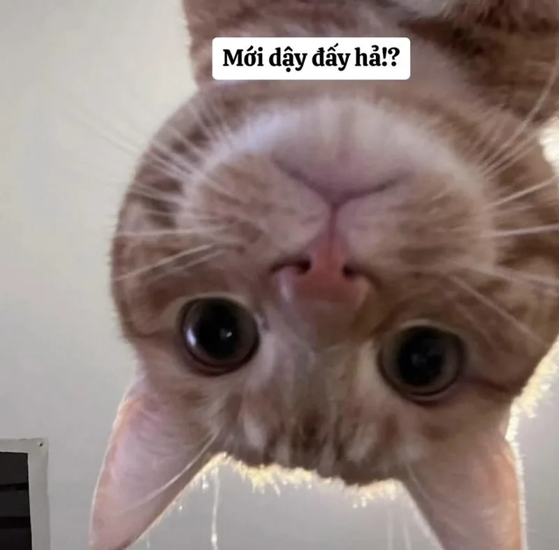 Đáng yêu nhưng không kém phần hài với mèo cute meme